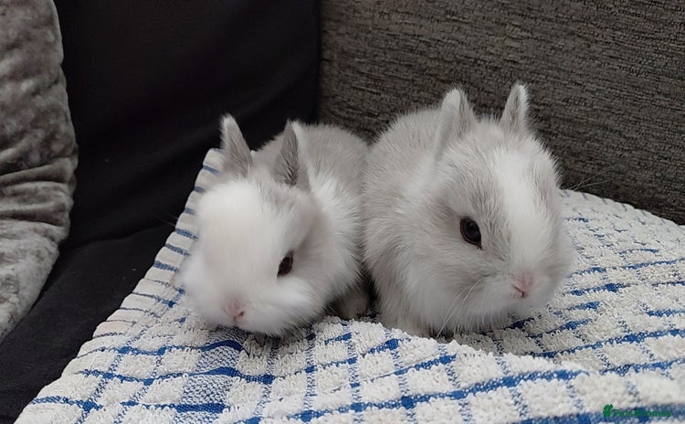 Netherland Dwarf rabbits - Advert 1