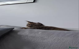 Maine Coon cats for sale: 💗Stunning maincoon kitten willow 💗 - Image 3