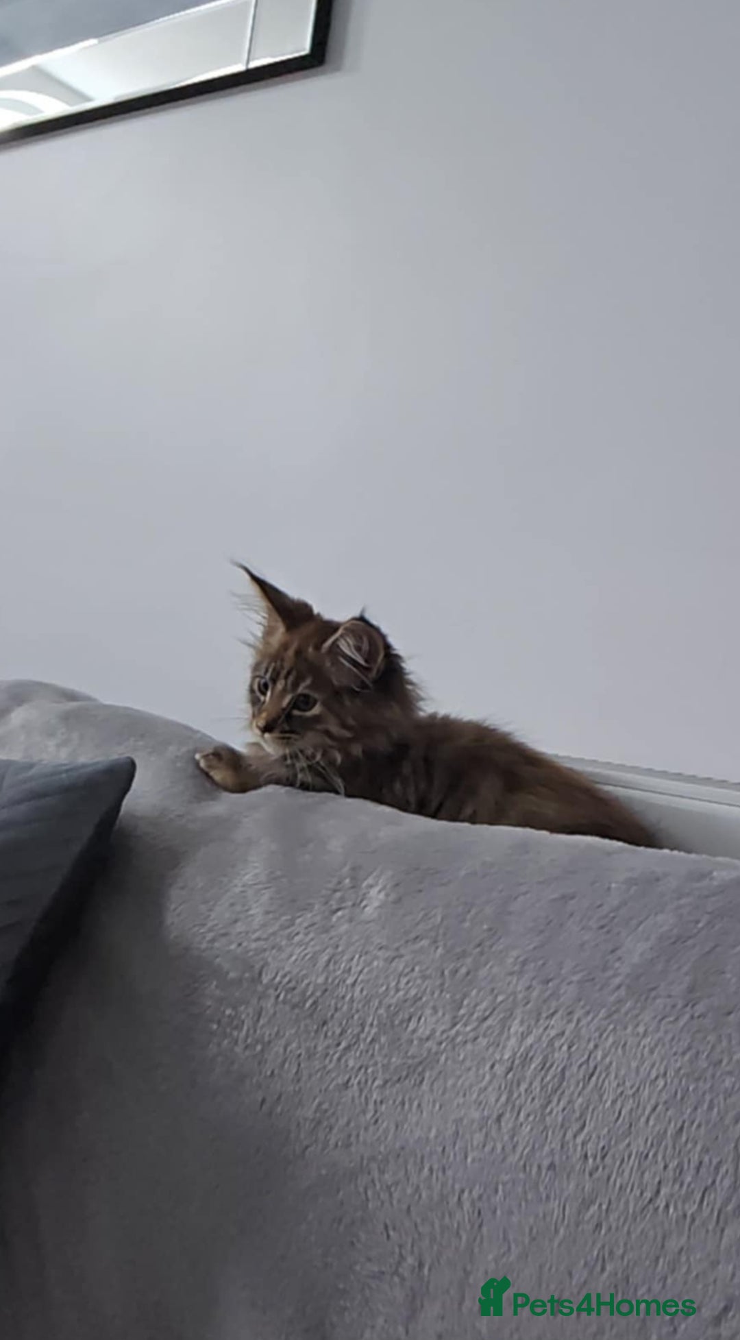 Maine Coon cats for sale: 💗Stunning maincoon kitten willow 💗 - Image 3