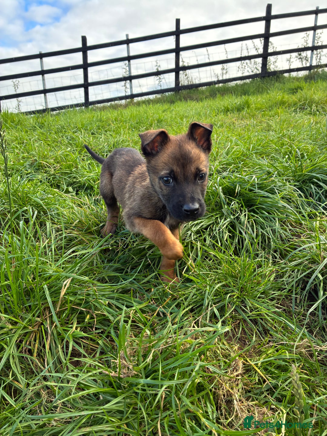German Shepherd dogs for sale: Belgian Malinois  - Image 2