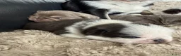 Pug dogs for sale: Kc pug puppies from a 5 star licensed breeder  - Advert 10