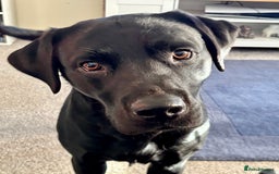 Labrador Retriever dogs for stud: Pedigree Labrador stud - Image 2