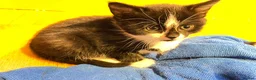 Mixed Breed cats for sale: Gorgeous litter of kittens in Ilminster - Advert 12