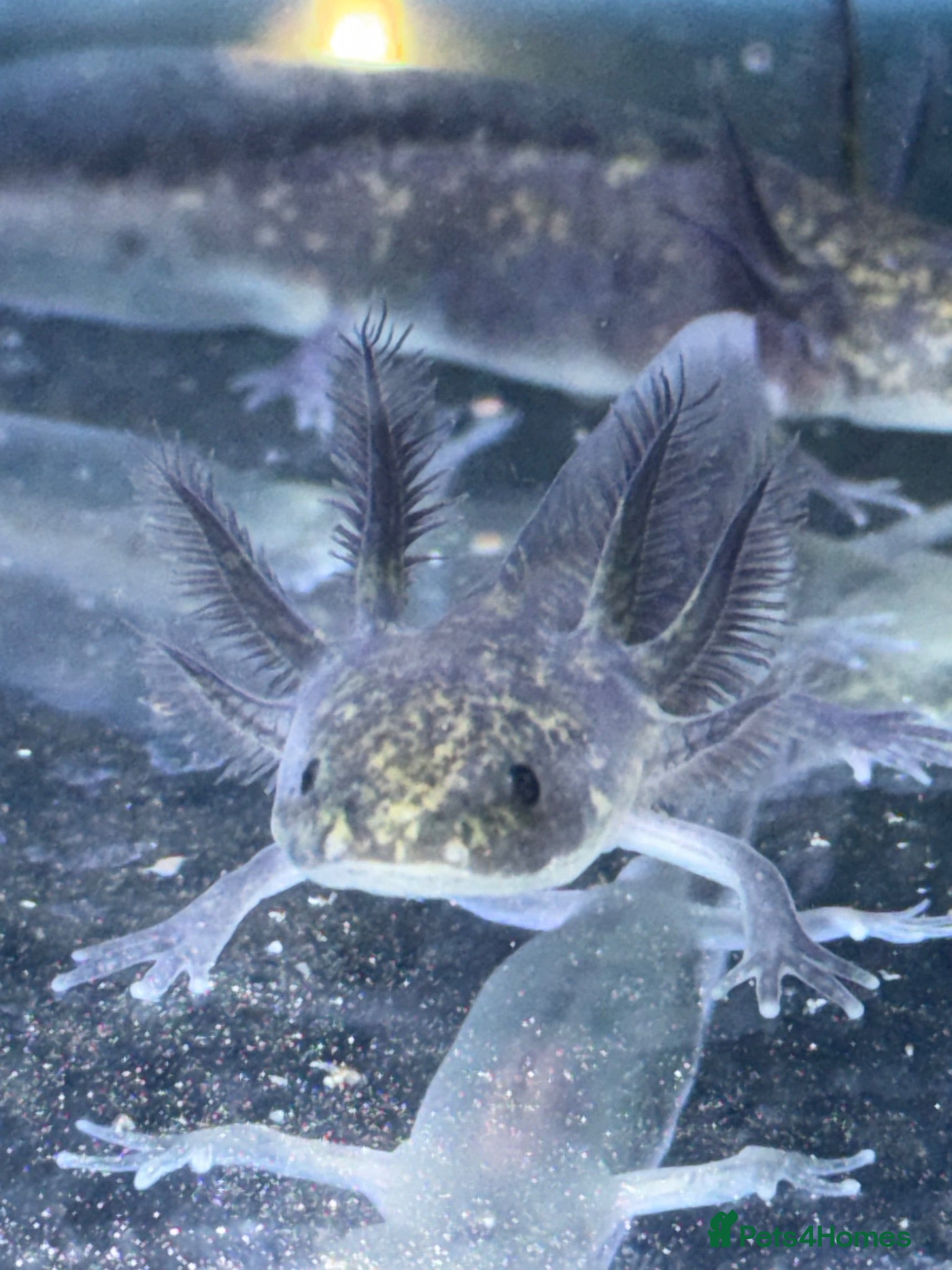 Axolotl reptiles Axolotl  - Advert 6