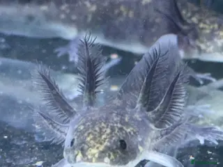 Axolotl reptiles Axolotl - Advert 6