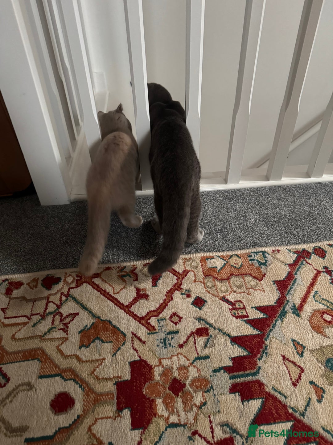British Shorthair cats for sale: Unique lilac british shorthair  - Image 8