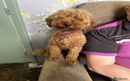 Toy Poodle dogs for sale: Red toy poodle - Image 19