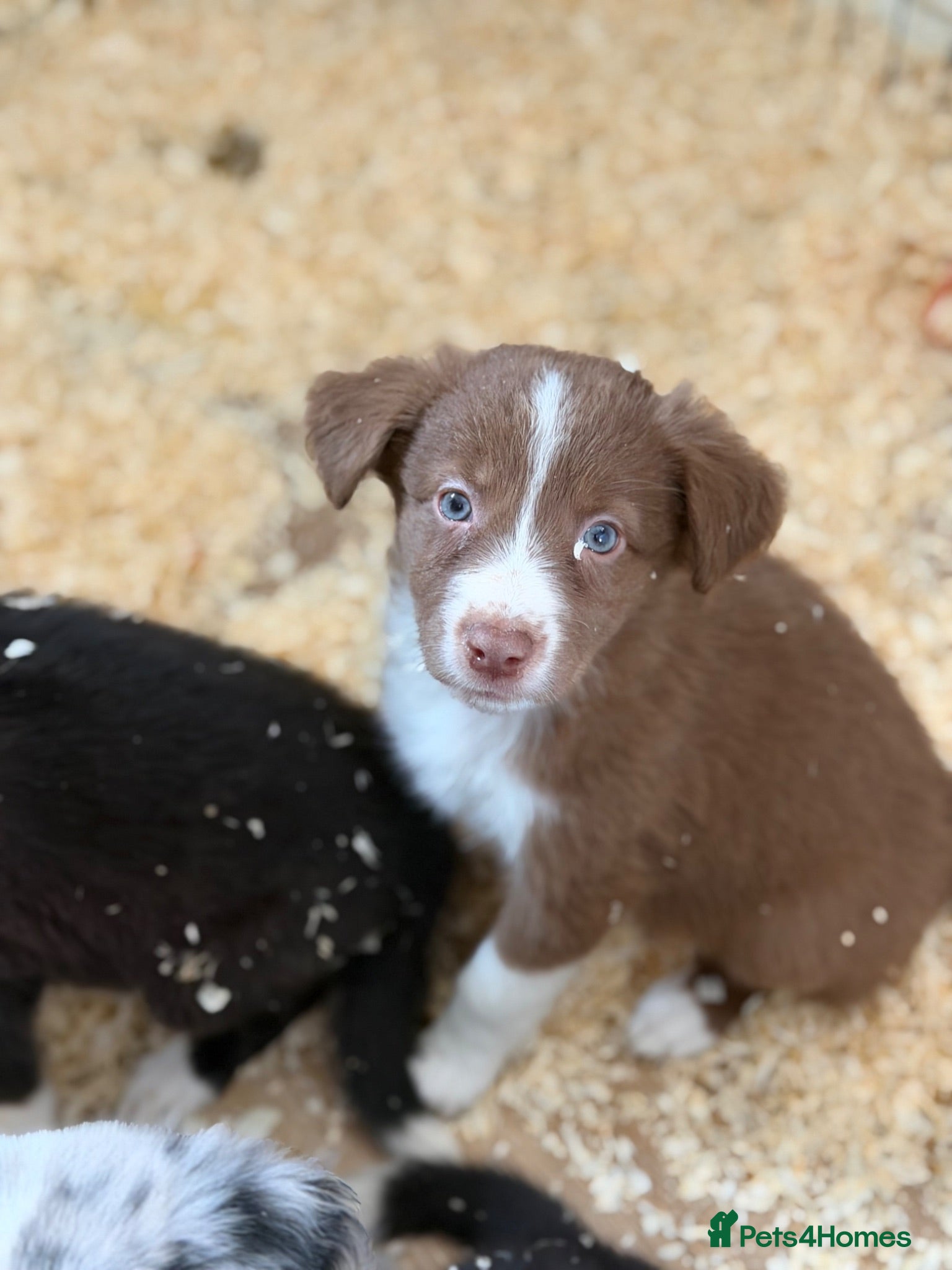 Border Collie dogs Rare coloured Border Collie Puppies for sale - Advert 16