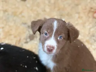 Border Collie dogs Rare coloured Border Collie Puppies for sale - Advert 1