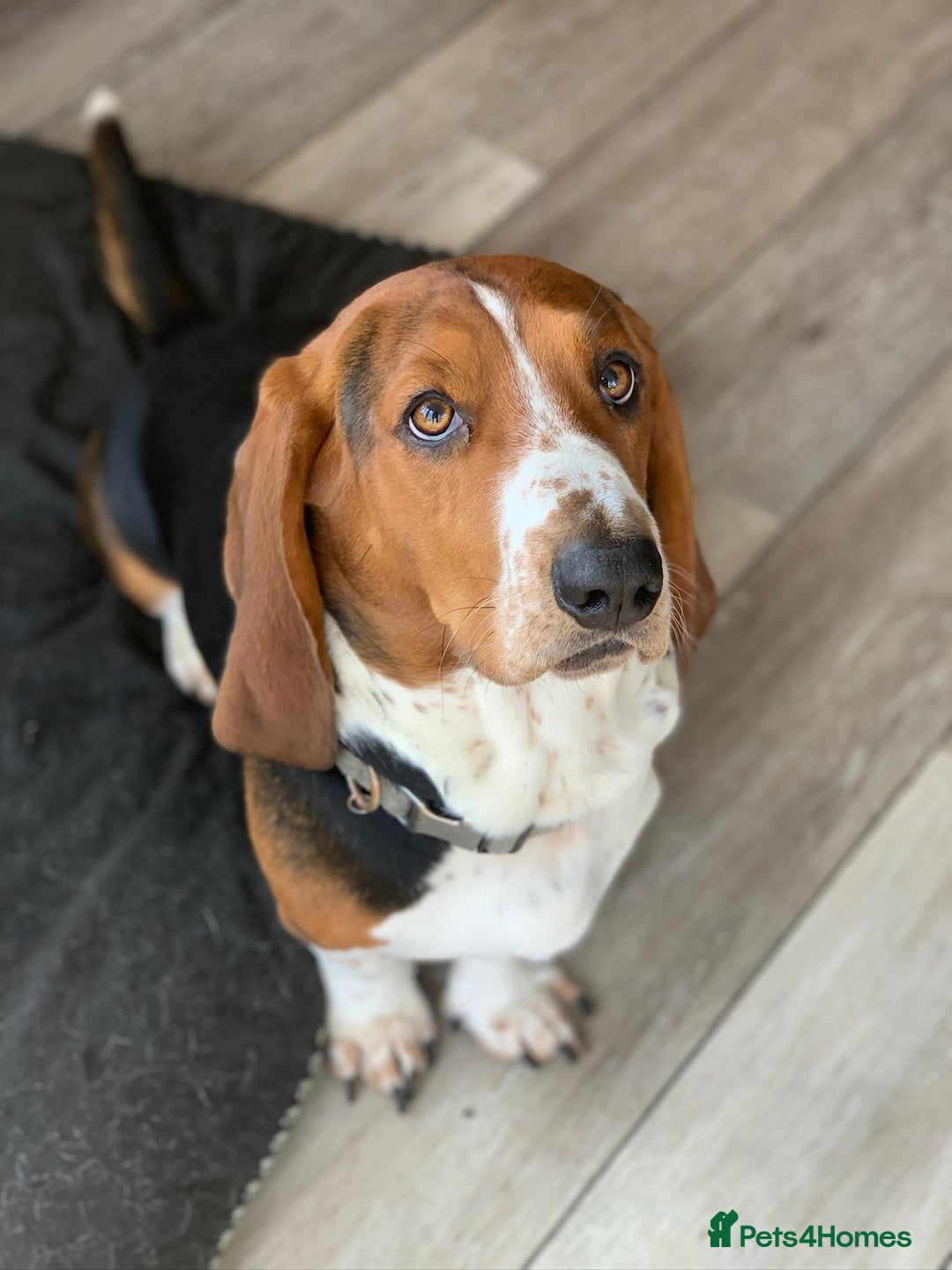 Basset Hound dogs for stud: Gorgeous basset hound  - Advert 1