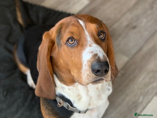 Basset Hound dogs Gorgeous basset hound - Advert 2