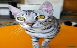 Bengal cats for sale: Exceptional Silver Rosetted Boy Available  - Advert 29