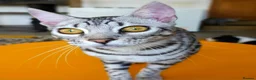 Bengal cats for sale: Exceptional Silver Rosetted Boy Available  - Advert 29