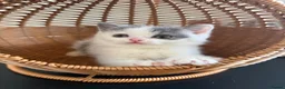 British Shorthair cats for sale: Beautiful bi colored British shorthair girl in Birmingham - Advert 6