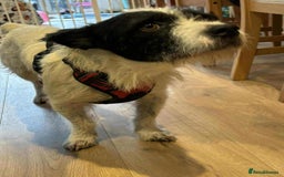 Mixed Breed dogs for adoption: 🐾 Meet Max – The Bat-Eared Gentleman! 🐾 - Image 4