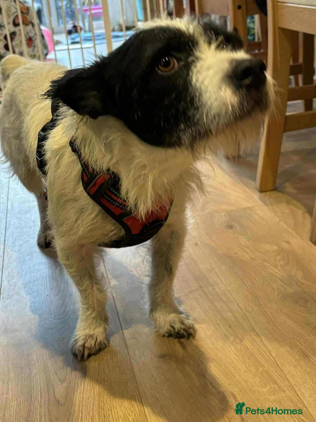 Mixed Breed dogs for adoption: 🐾 Meet Max – The Bat-Eared Gentleman! 🐾 - Image 4