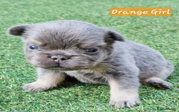 French Bulldog dogs for sale: Lilac & Tan Full Fluffy French Bulldogs For Sale - Image 2