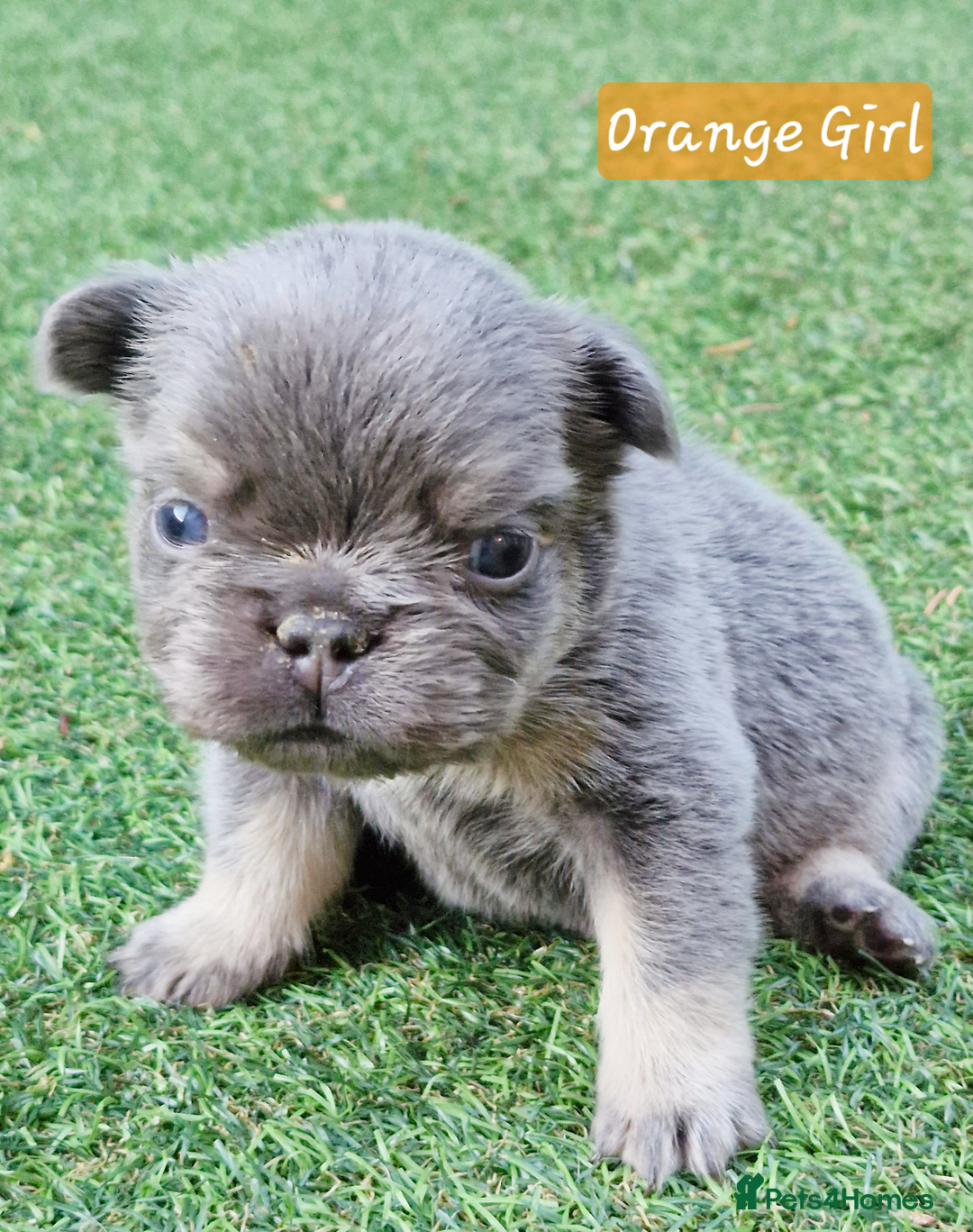 French Bulldog dogs for sale: Lilac & Tan Full Fluffy French Bulldogs For Sale - Image 2