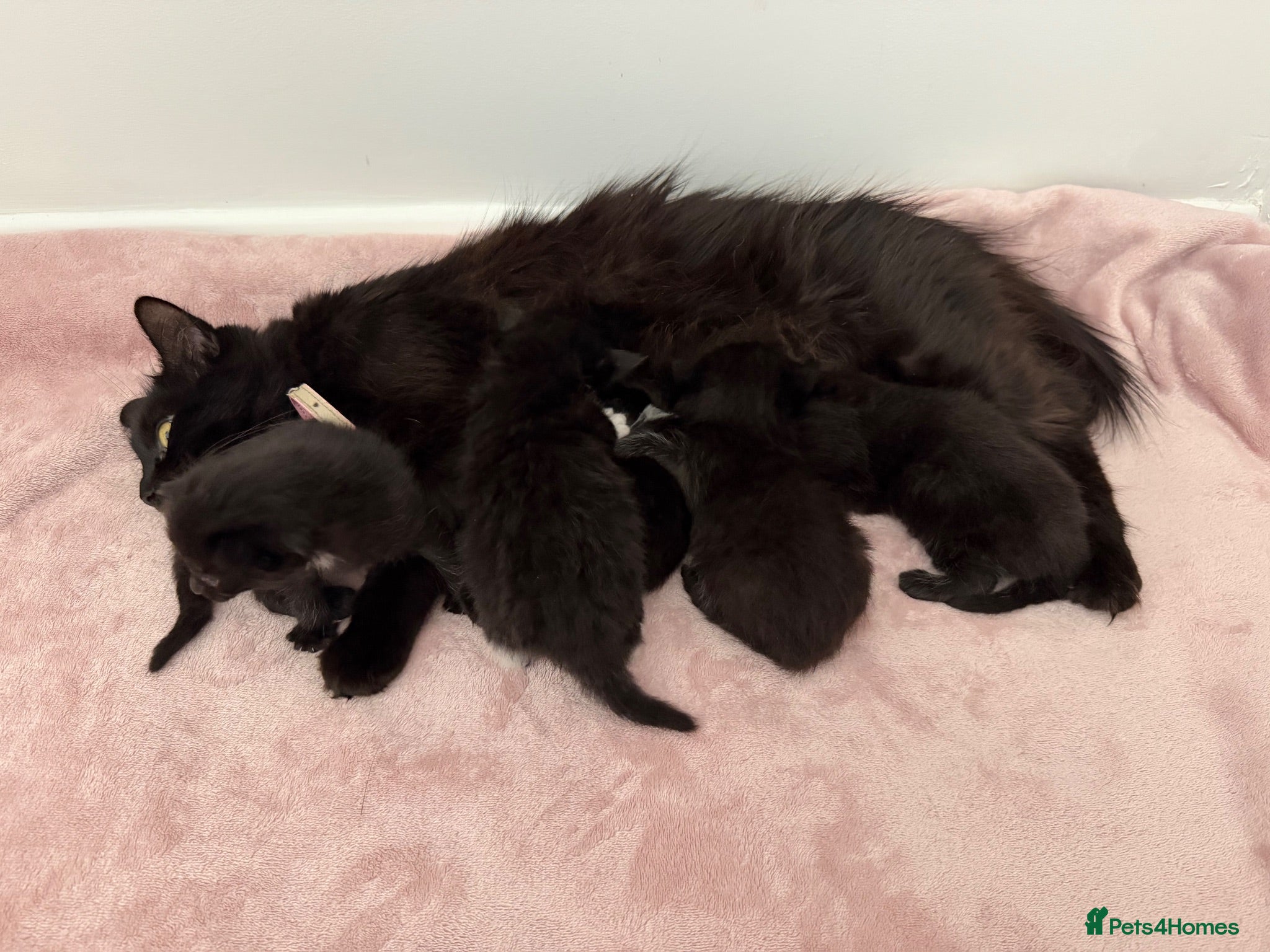 Mixed Breed cats 5 beautiful kittens  - Advert 1