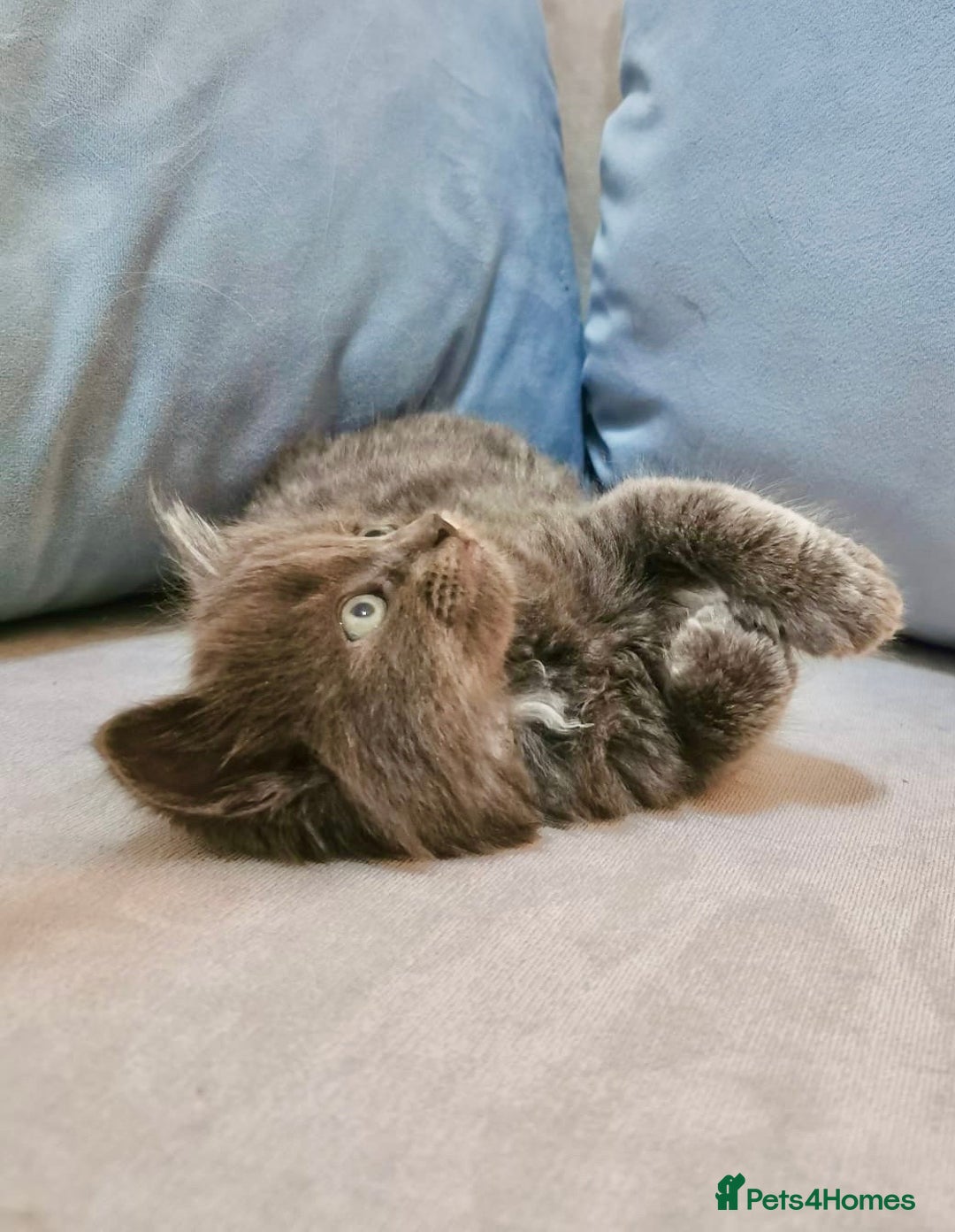 Maine Coon cats for sale: Maine Coon Kittens - Image 3