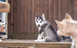 Mixed Breed dogs for sale: Fully vaccinated husky/Malamute Puppies. 3 Left  - Image 27