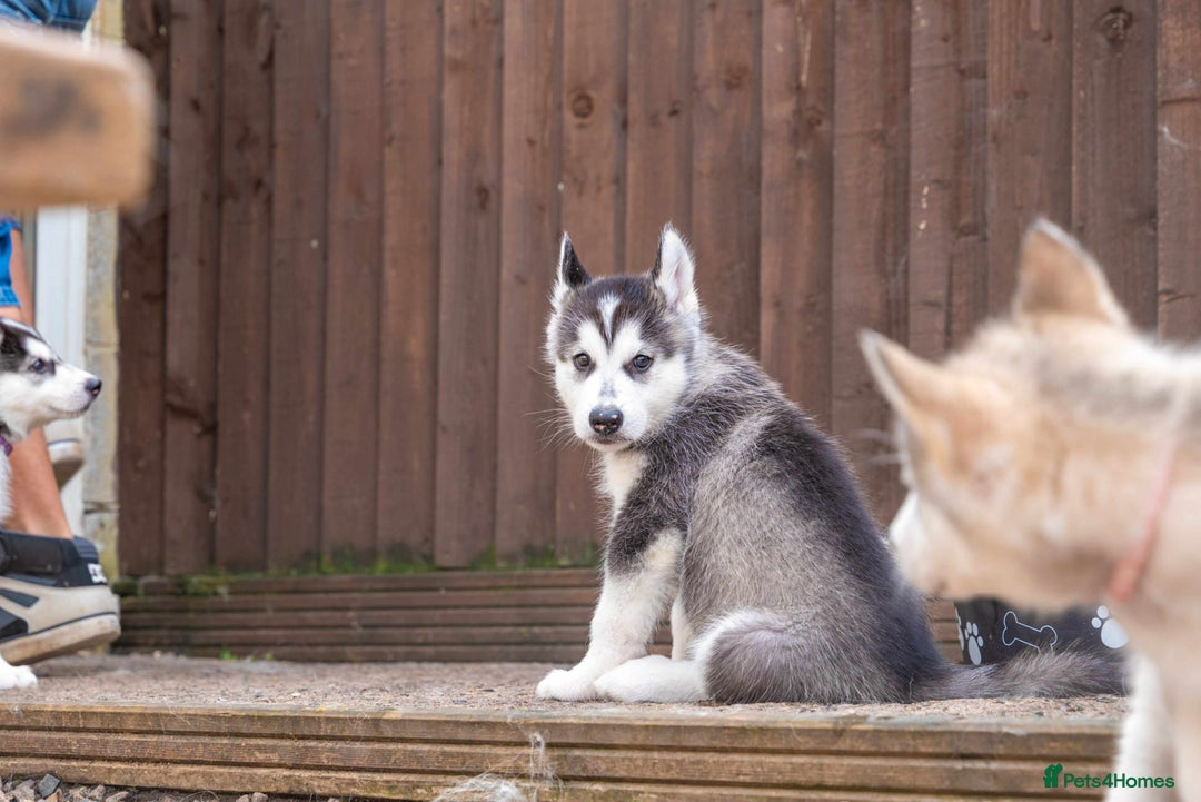 Mixed Breed dogs for sale: Fully vaccinated husky/Malamute Puppies. 3 Left  - Image 27