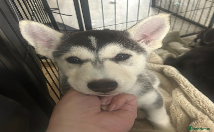 Siberian Husky dogs for sale - Advert 2