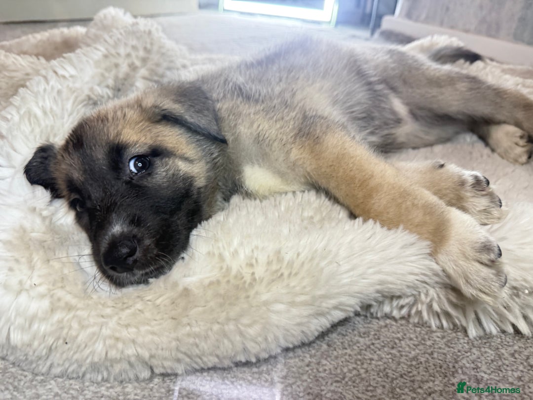 Mixed Breed dogs for sale: Akita/Belgian malenute puppy’s  - Image 12