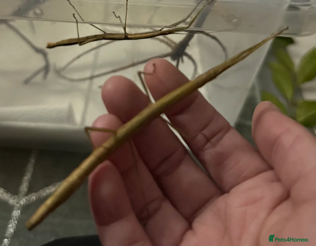 Stick Insects invertebrates for sale: Indian stick insect nymphs (babies) and/or eggs - Advert 3