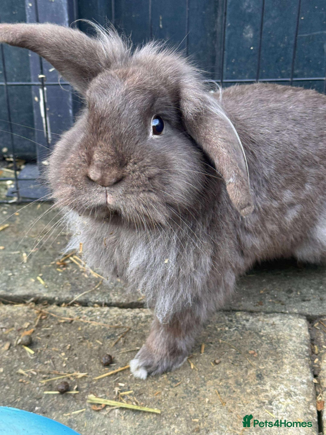 Mixed Breed rabbits for sale: Beautiful rescue rabbits looking for a home  - Advert 8