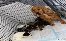 Cockapoo dogs for sale: Adorable Cockerpoo Puppies Ready - Image 33