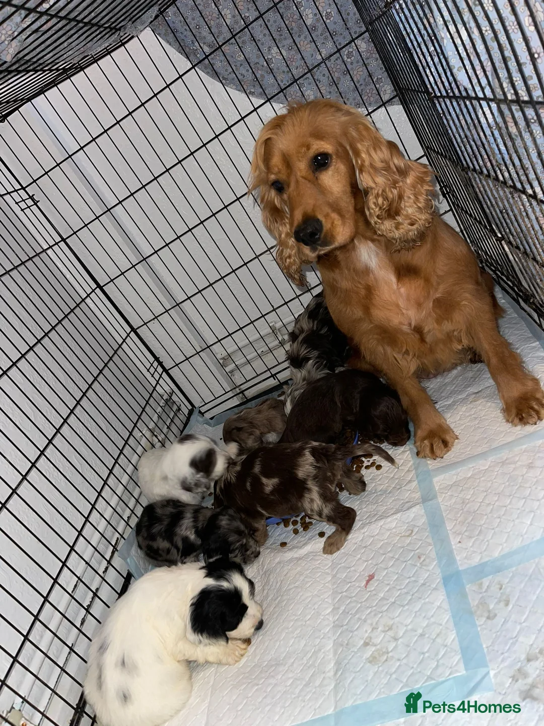 Cockapoo dogs for sale: Toy cockapoo puppy  - Advert 3