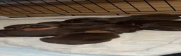 Dachshund dogs for sale: Beautiful Chocolate & Tan Dachshund Pups - Advert 3