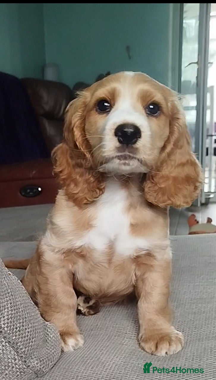 Cockapoo dogs Beautiful cockapoo puppies ready now 🐾 - Advert 16