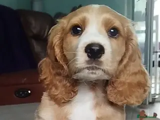 Cockapoo dogs Beautiful cockapoo puppies ready now 🐾 - Advert 16