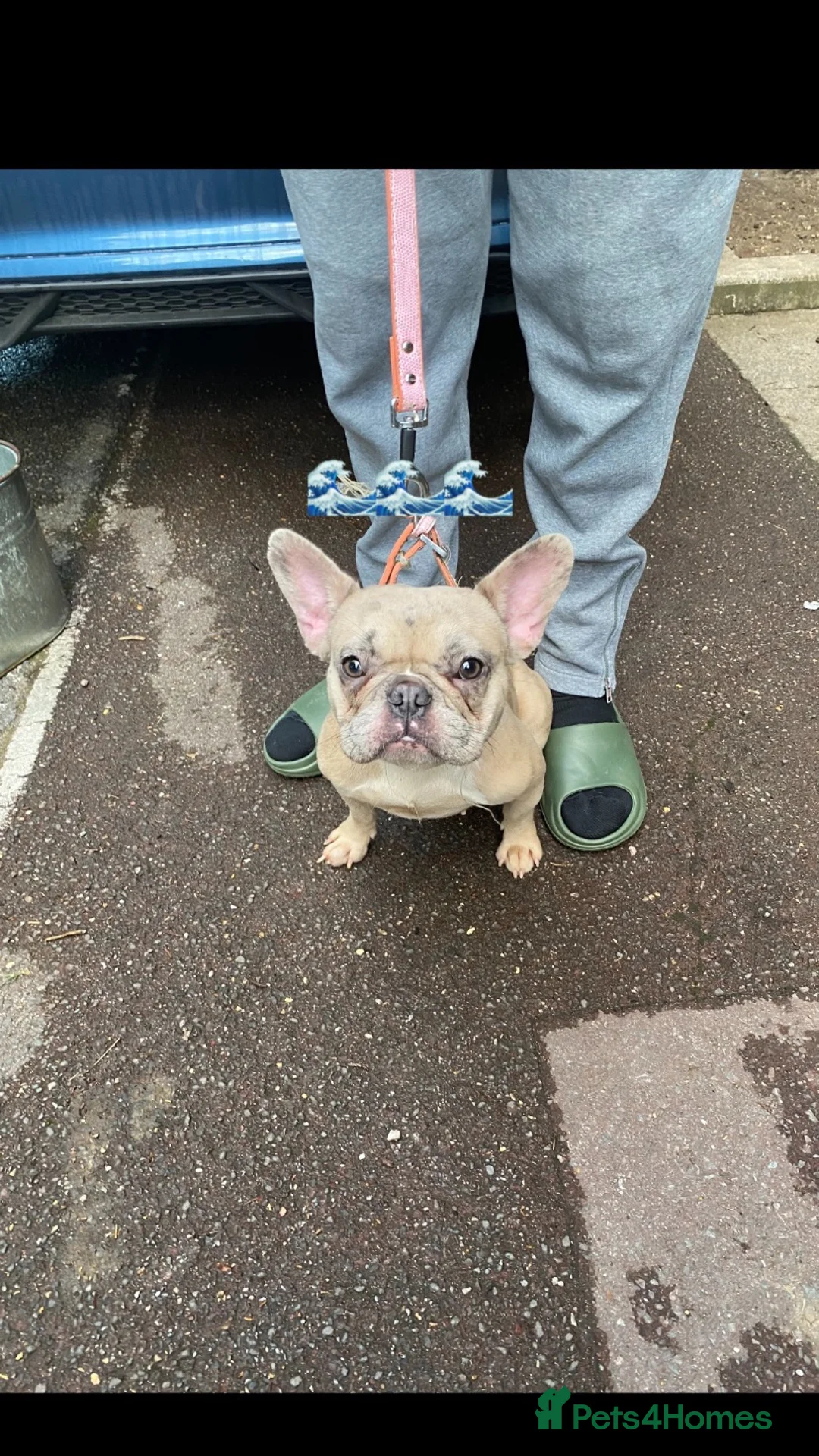 French Bulldog dogs for sale: True type french bulldog  - Advert 2