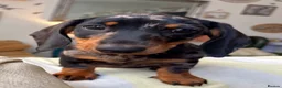 Dachshund dogs for sale: Dachund dapple girl - Advert 4