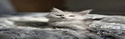 Maine Coon cats for sale: 🐾 Maine Coon Kittens Looking for Loving Homes 🐾 - Advert 12