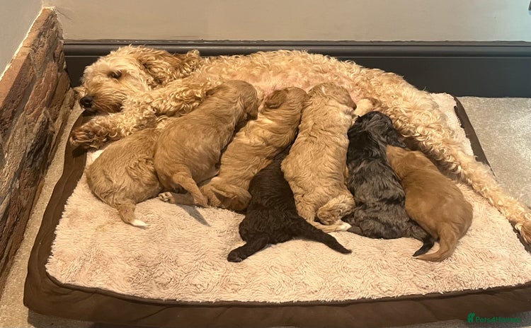 Cockapoo dogs - Advert 3