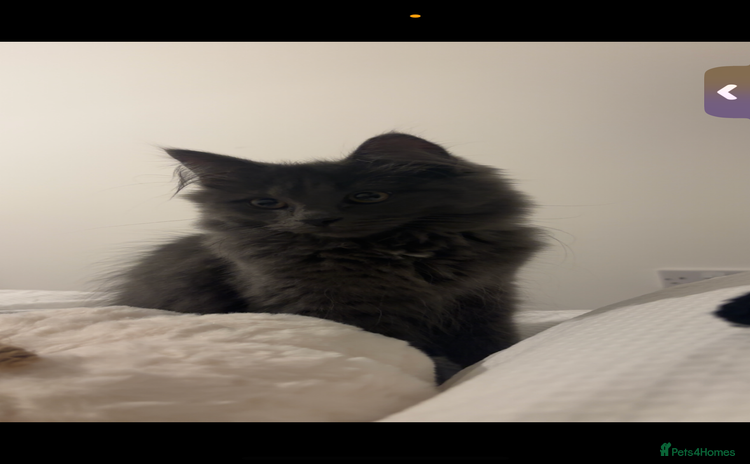 Mixed Breed cats  Male Cat for Sale - Advert 2