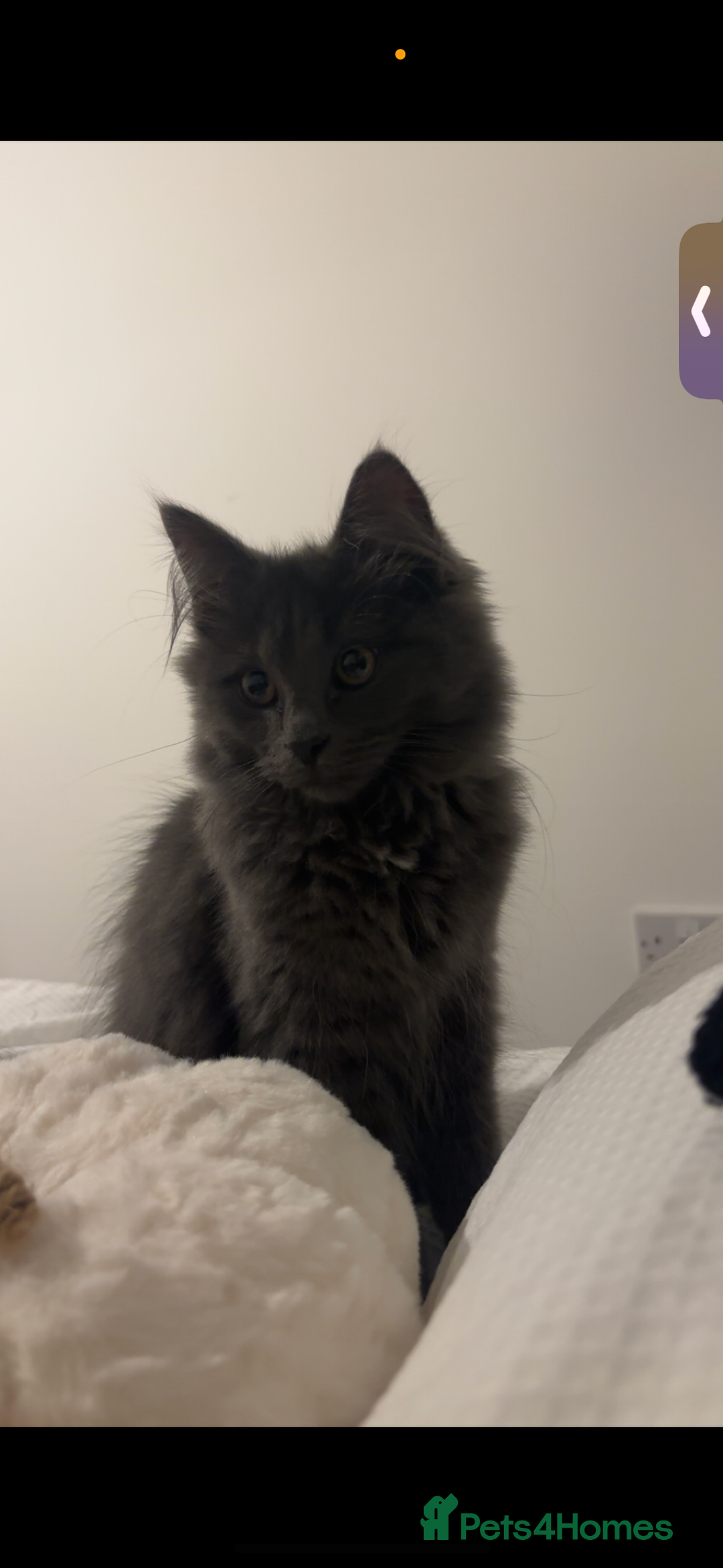 Mixed Breed cats for sale:  Male Cat for Sale - Advert 1