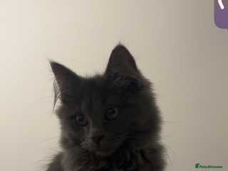 Mixed Breed cats Male Cat for Sale - Advert 2