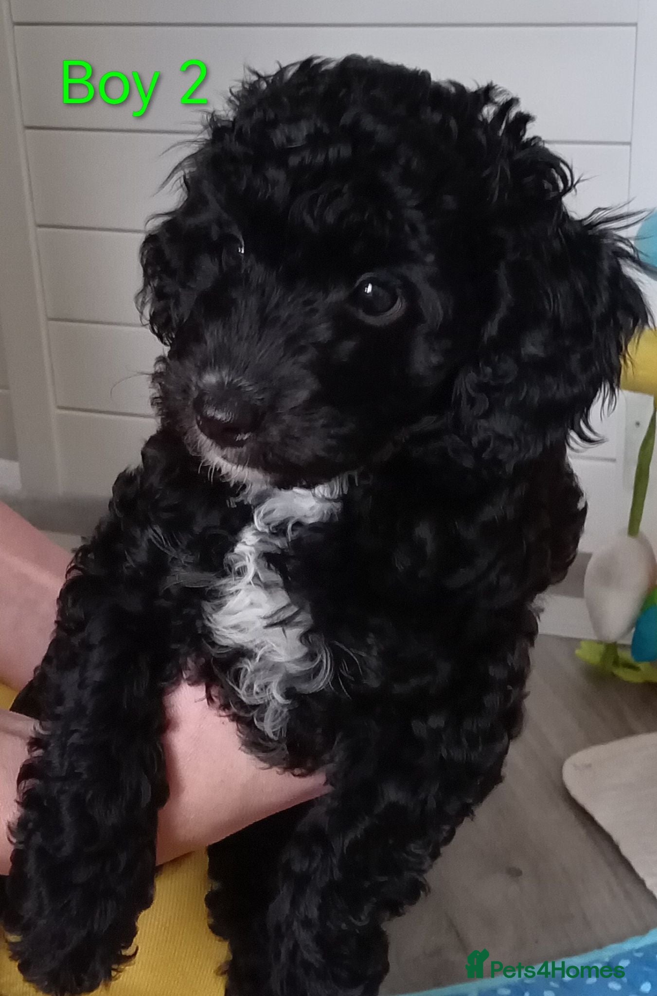 Cockapoo dogs for sale: The Last Boy Cockapoo - Advert 1