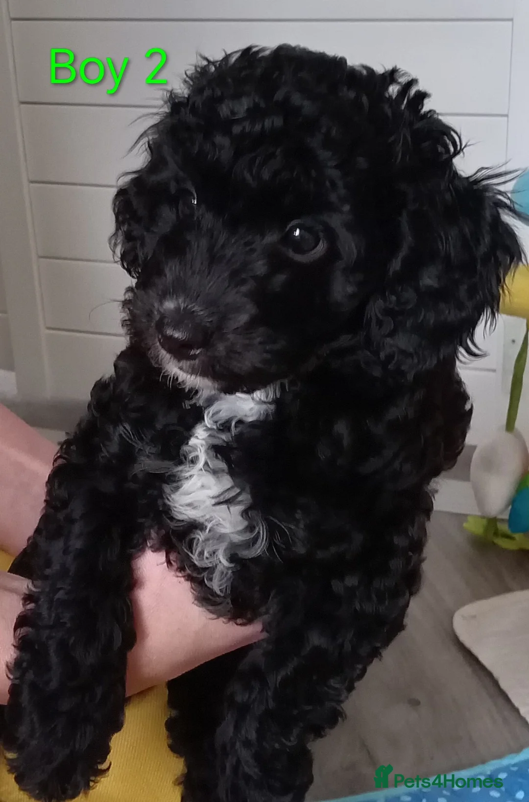 Cockapoo dogs for sale: The Last Boy Cockapoo - Advert 1