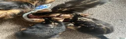 Bengal cats for sale: Gorgeous Bengal Kittens  - Advert 5