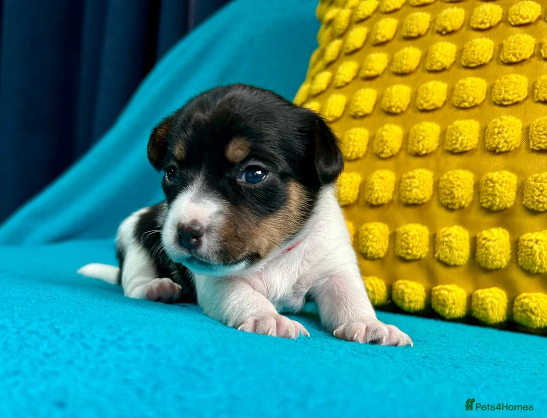 Jack Russell dogs for sale: Quality pure bred  Jack Russel babies  - Advert 10