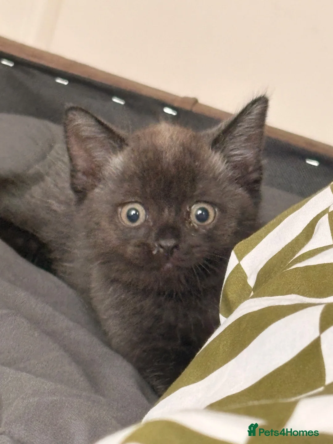 British Shorthair cats for sale: British Short Hair Male in Sheffield - Advert 2