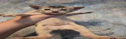 Abyssinian cats for sale: Abyssinian Kittens From Champion Bloodlines - Advert 22