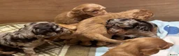 Cockapoo dogs for sale: Outstanding F1B Cockapoo Puppies - Lovely Colours - Advert 4