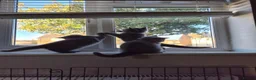 British Shorthair cats for sale: Lovely GCCF British Shorthair Kittens  - Advert 15